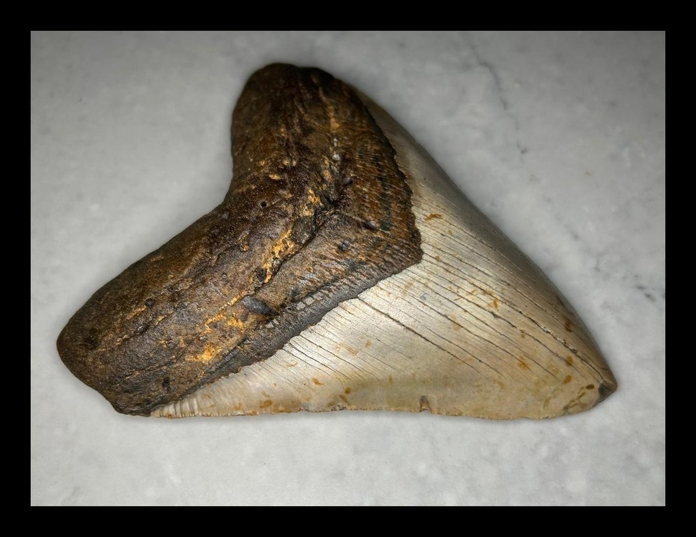 Megalodonte - Denti fossili - 140 mm - 118 mm #3.2