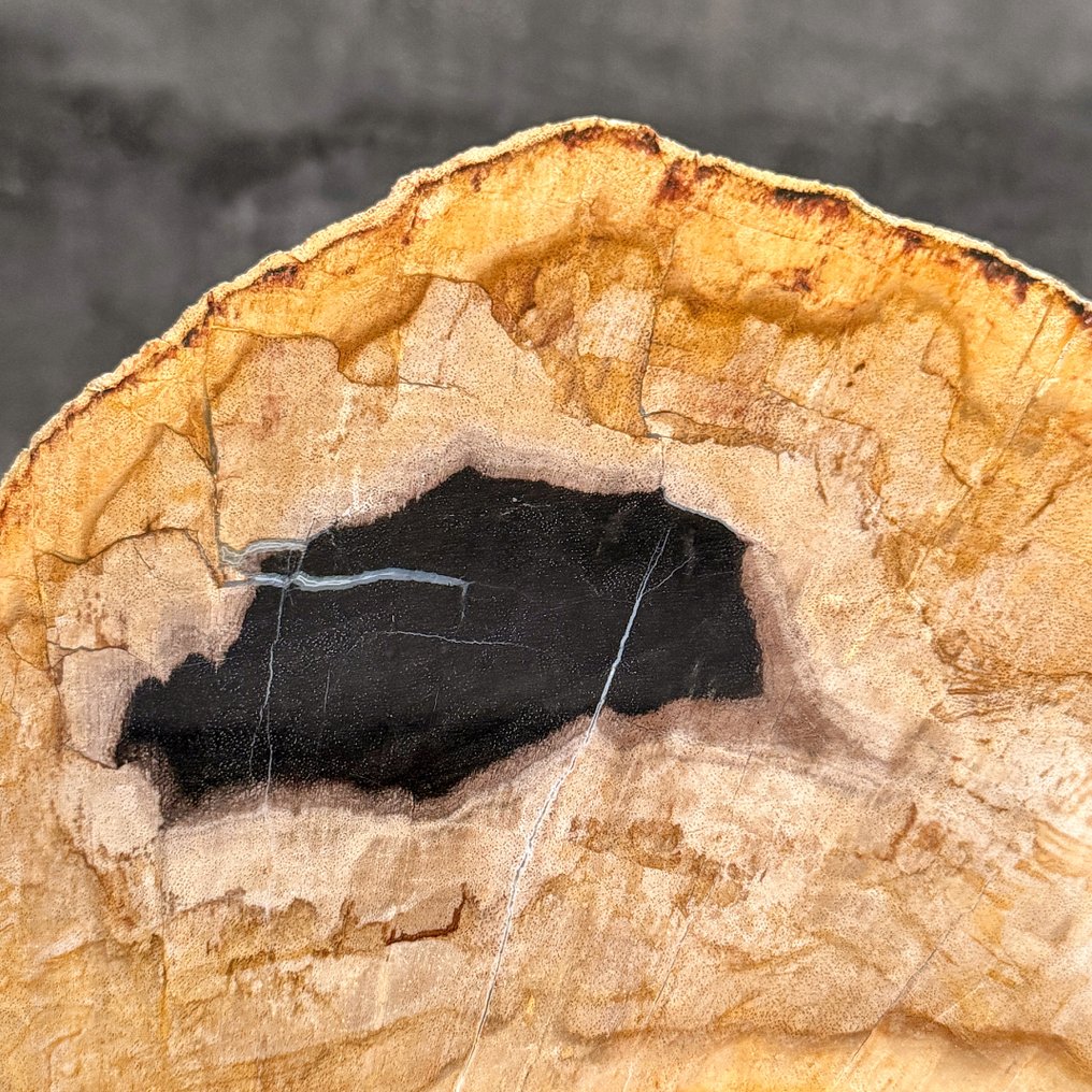 Εντυπωσιακό μεγάλο κομμάτι πετρωμένου ξύλου σε προσαρμοσμένη βάση. - Απολιθωμένο ξύλο (χωρίς τιμή ασφαλείας) #4.3