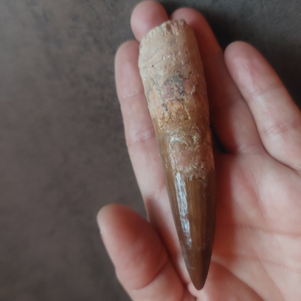 Dinosaur - Fossil tooth - Sehr großer Spinosaurus aegyptiacus - 102 mm - 25 mm #1.0