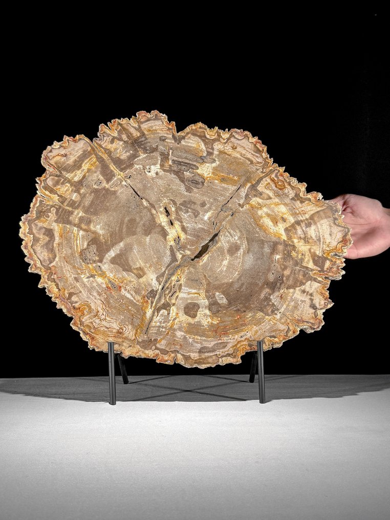 C- Stunning Large Slice of Petrified Wood on a custom stand - Fossilised wood (No reserve price) #1.0