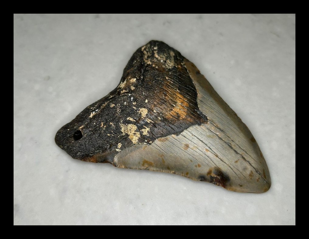 Megalodon - Skamieniałe zęby - 103 mm - 85 mm #3.2