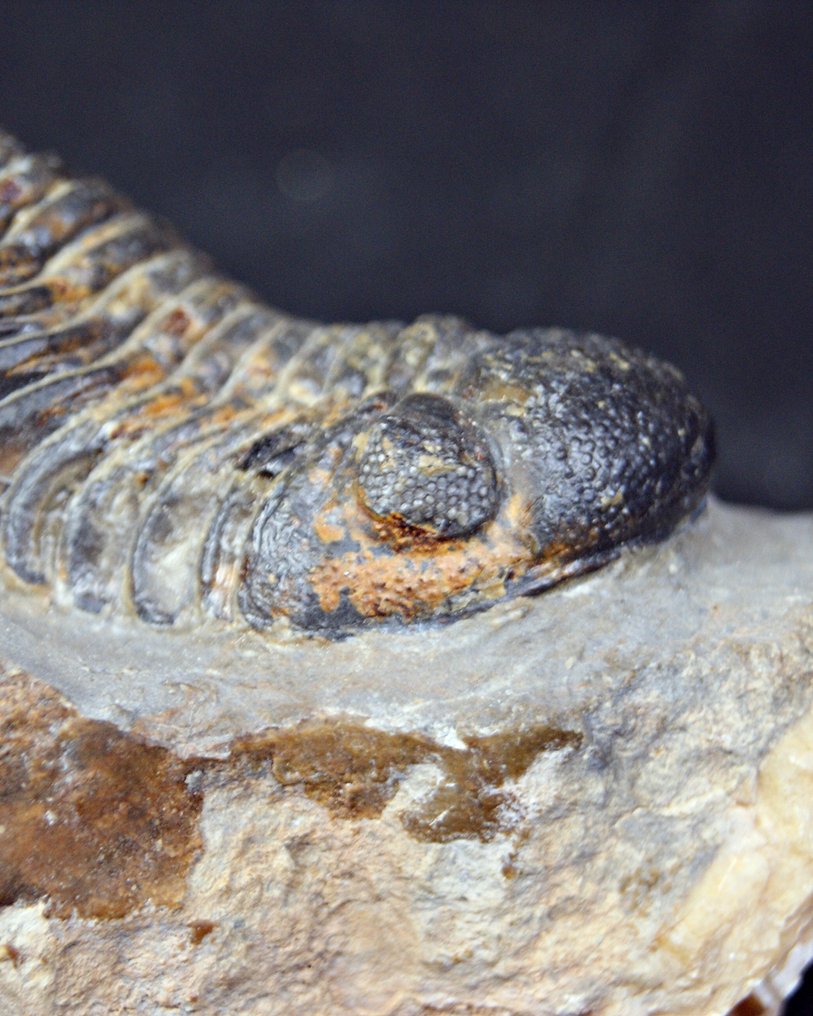 Trilobiet - Gefossiliseerd dier - Morocops ovatus  (Zonder minimumprijs) #1.0