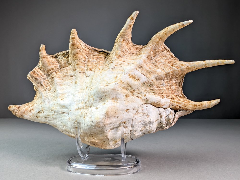 大蜘蛛海螺 貝殼 - Lambis truncata  (沒有保留價) #4.3