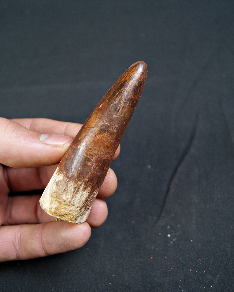 Spinosaur - Fossil tooth - Spinosaurus aegyptiacus - 8.1 cm (No reserve price) #3.2