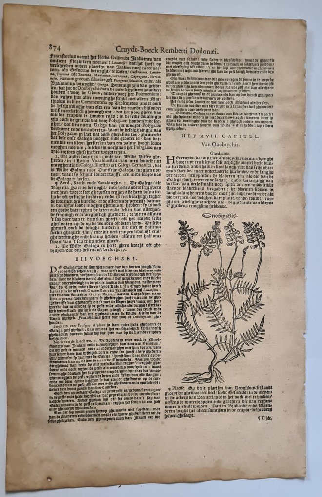 Rembertus Dodonaeus - 38 houtsnedes uit het Cruydt-boeck #3.2