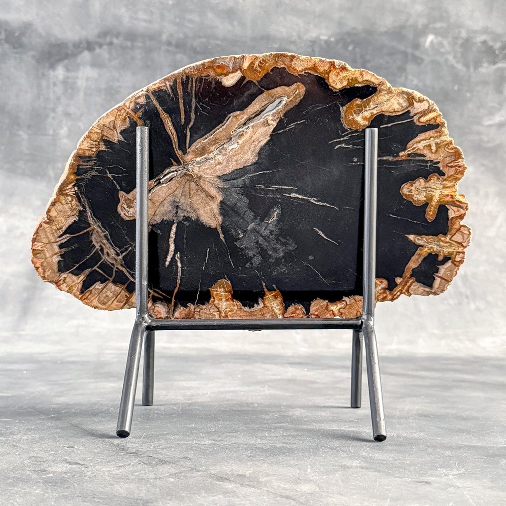 令人惊叹的化石木片,放置在定制底座上。 - 化石木材 (没有保留价) #1.0