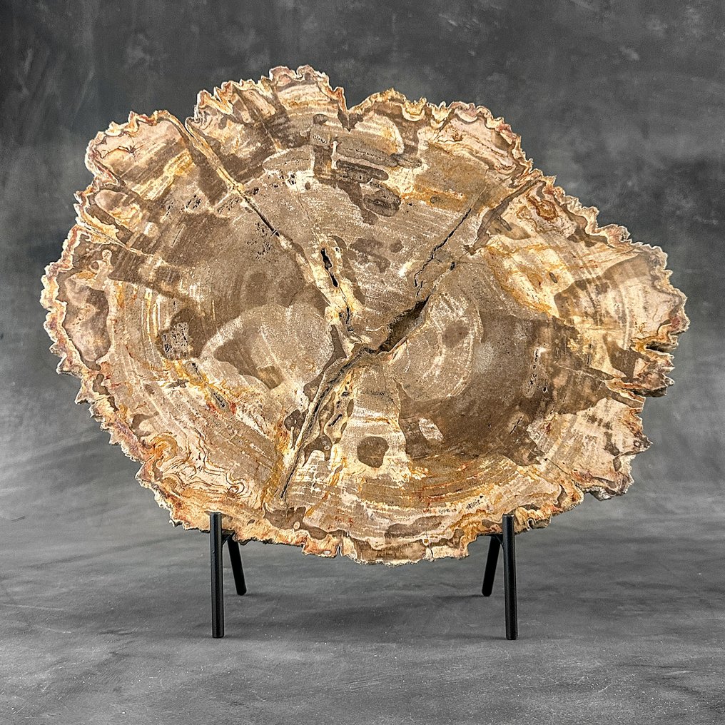 C- Stunning Large Slice of Petrified Wood on a custom stand - Fossilised wood (No reserve price) #2.1