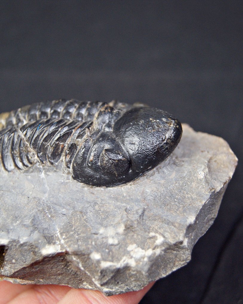 高品质三叶虫 - 動物化石 - Reedops cephalotes  (沒有保留價) #1.0