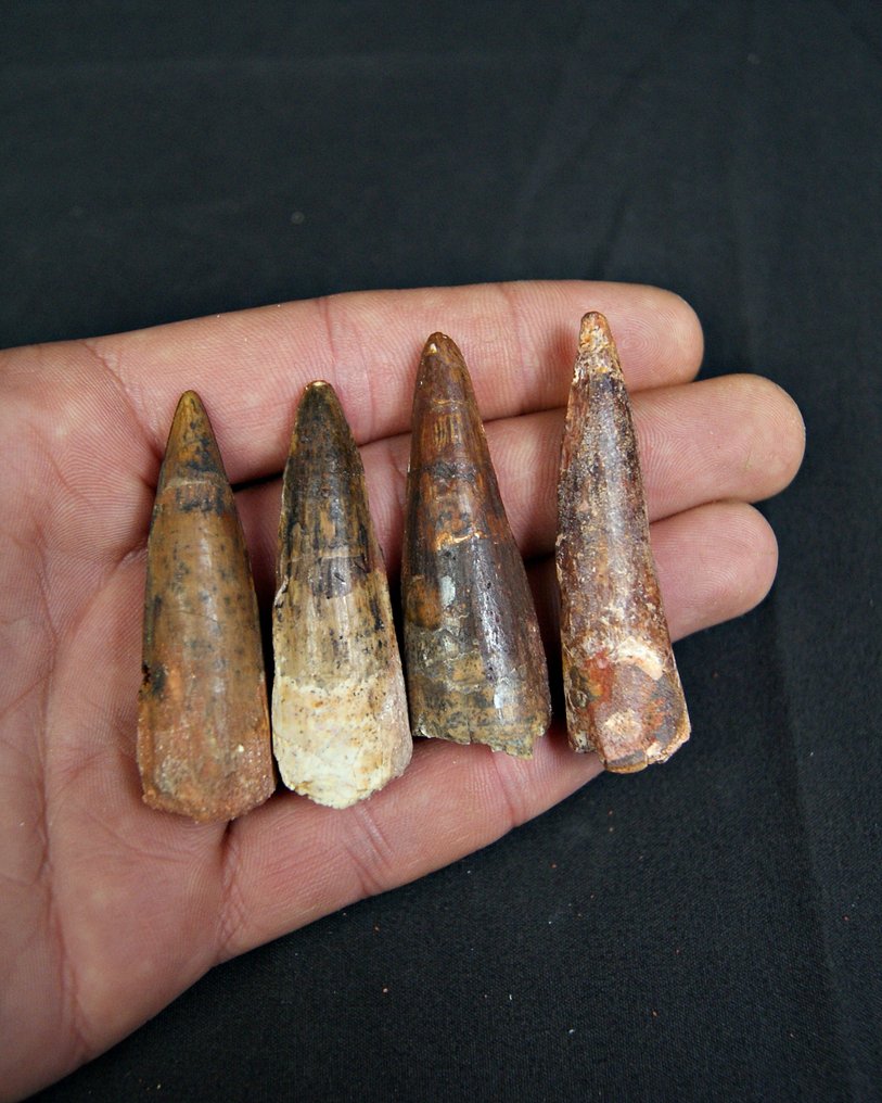 Spinosaur - Fossil teeth - Spinosaurus aegyptiacus  (No reserve price) #3.2