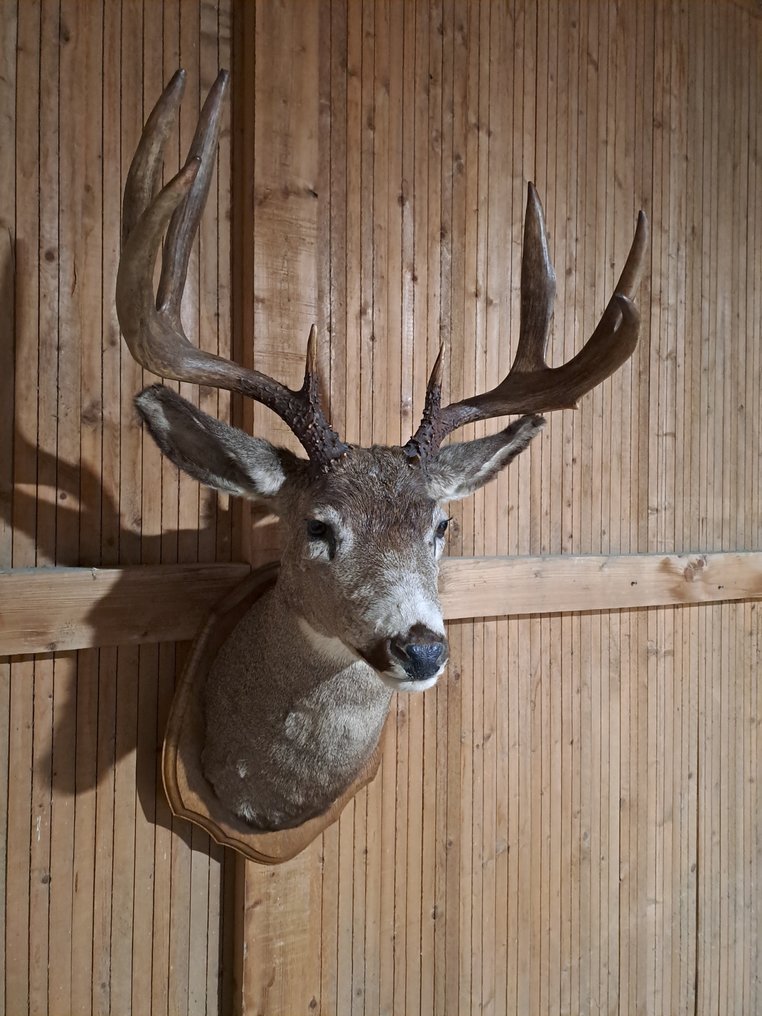 Weiswedel Hirsch Allestimento tassidermico all’altezza della spalla - Odocoileus virginianus - 104 cm - 60 cm - 55 cm - Specie non CITES - 1 #2.1