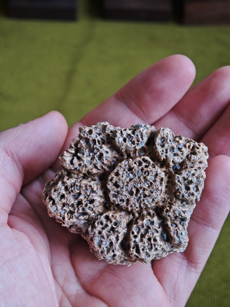 Glyptodon - Fragment skamieniałości #4.3