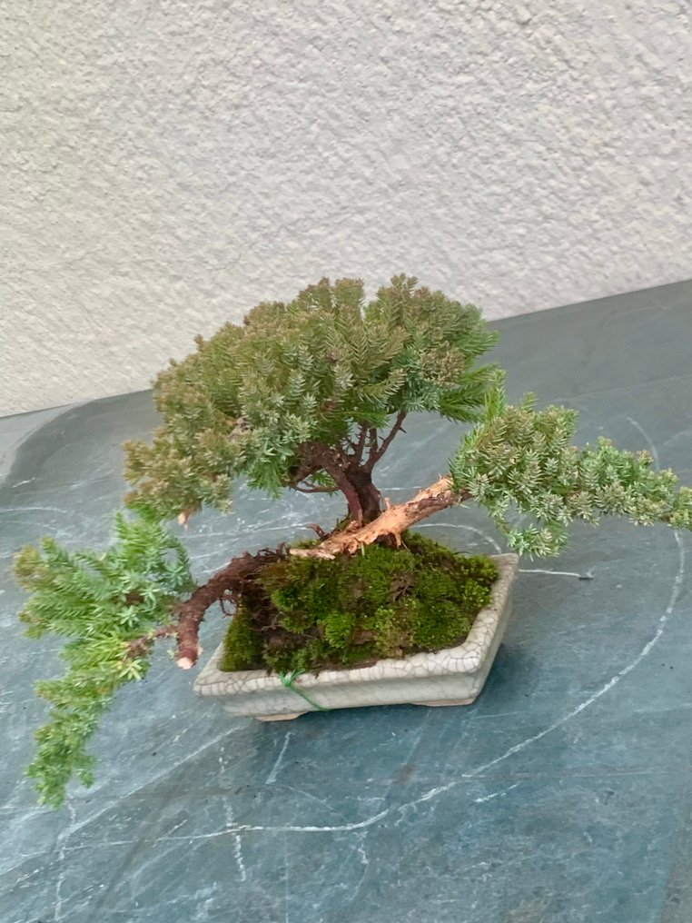 Juniper bonsai (Juniperus) - Height (Tree): 13 cm - Depth (Tree): 32 cm - Japan #1.0