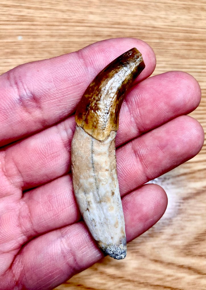 Mamifer - Dinte fosilă - Hyaenodon sp. #1.0