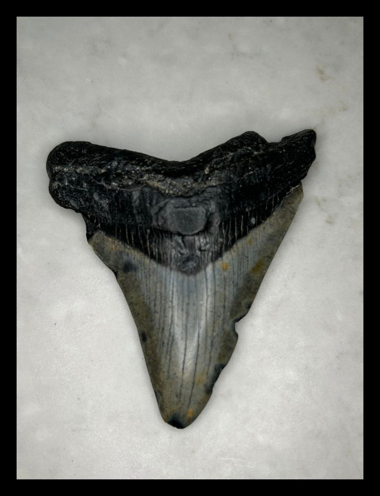 Megalodon - Dentes fósseis - 72 mm - 63 mm  (Sem preço de reserva) #1.0