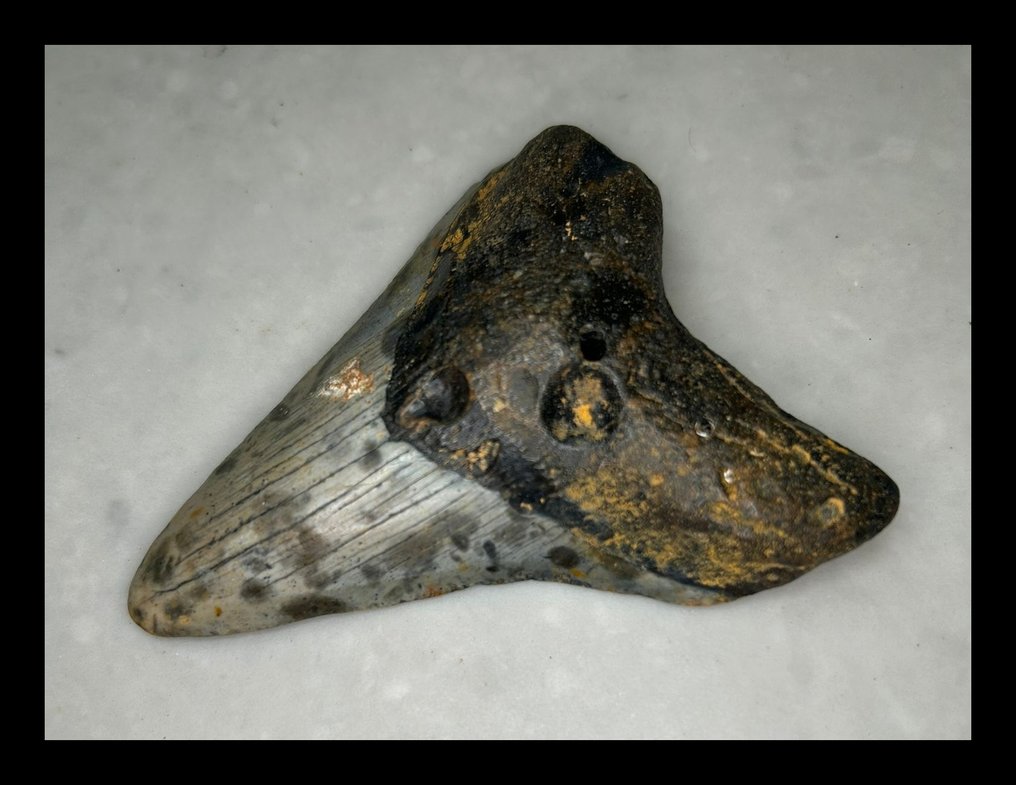 Megalodon - Απολιθωμένα δόντια - 91 mm - 70 mm  (χωρίς τιμή ασφαλείας) #3.2