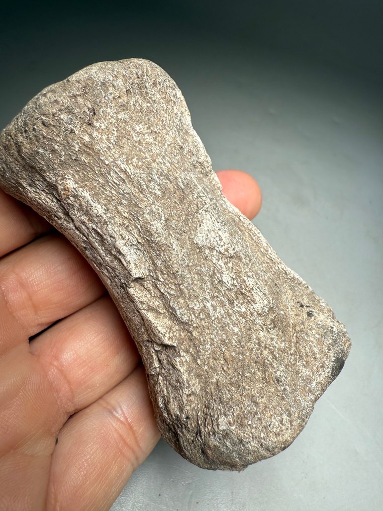 Topp sällsynt okänd theropod dinosaurie bakre svanskotor (svans) vertebra - Fossilt ben #4.3
