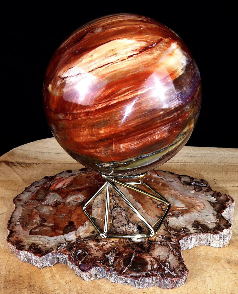 Fossilt trä - Fossiliserat trä - Araucaria - 15.5 cm - 11.5 cm (Utan reservationspris) #1.0