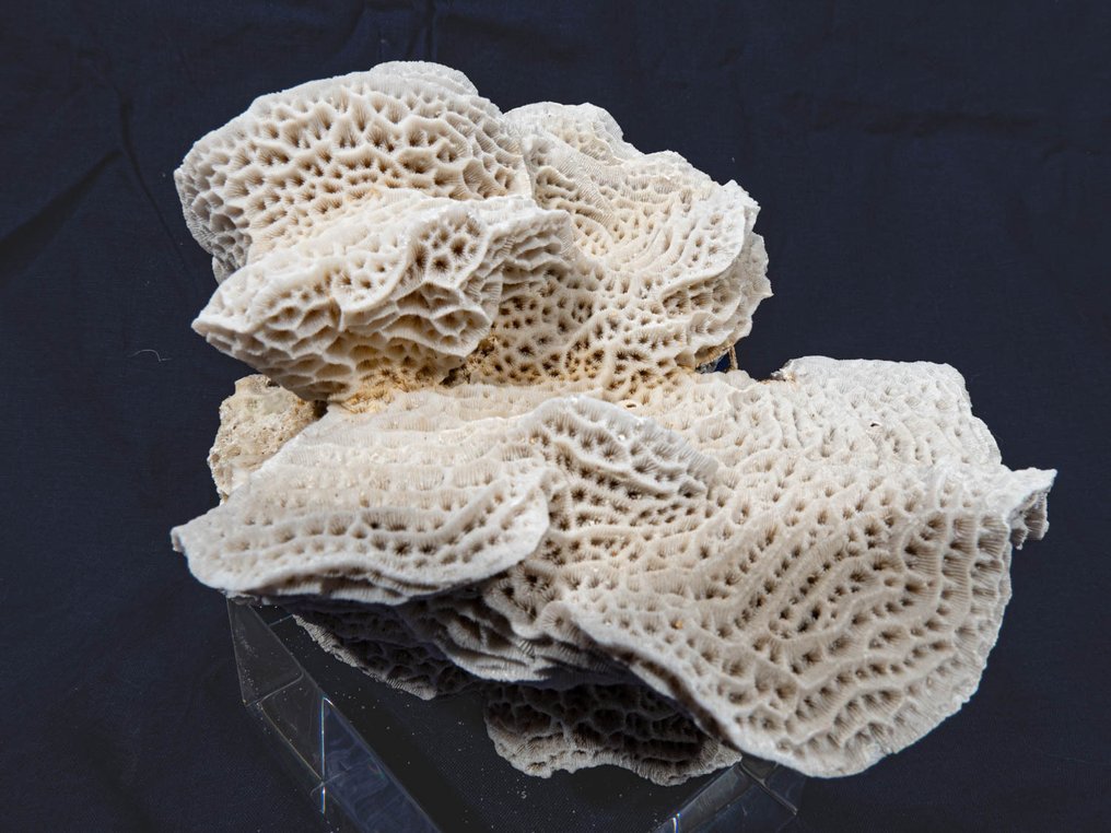 Collectible: white sponge coral on a Plexiglas base. Skeleton - div - 13 mm - 16 mm - 16 cm- Non-CITES species - (1) #4.3