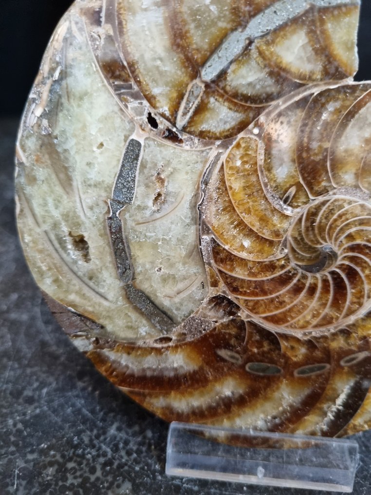 nautilus - Fossiliserat djur - Cenoceras sp. - 115 mm - 98 mm (Utan reservationspris) #2.1