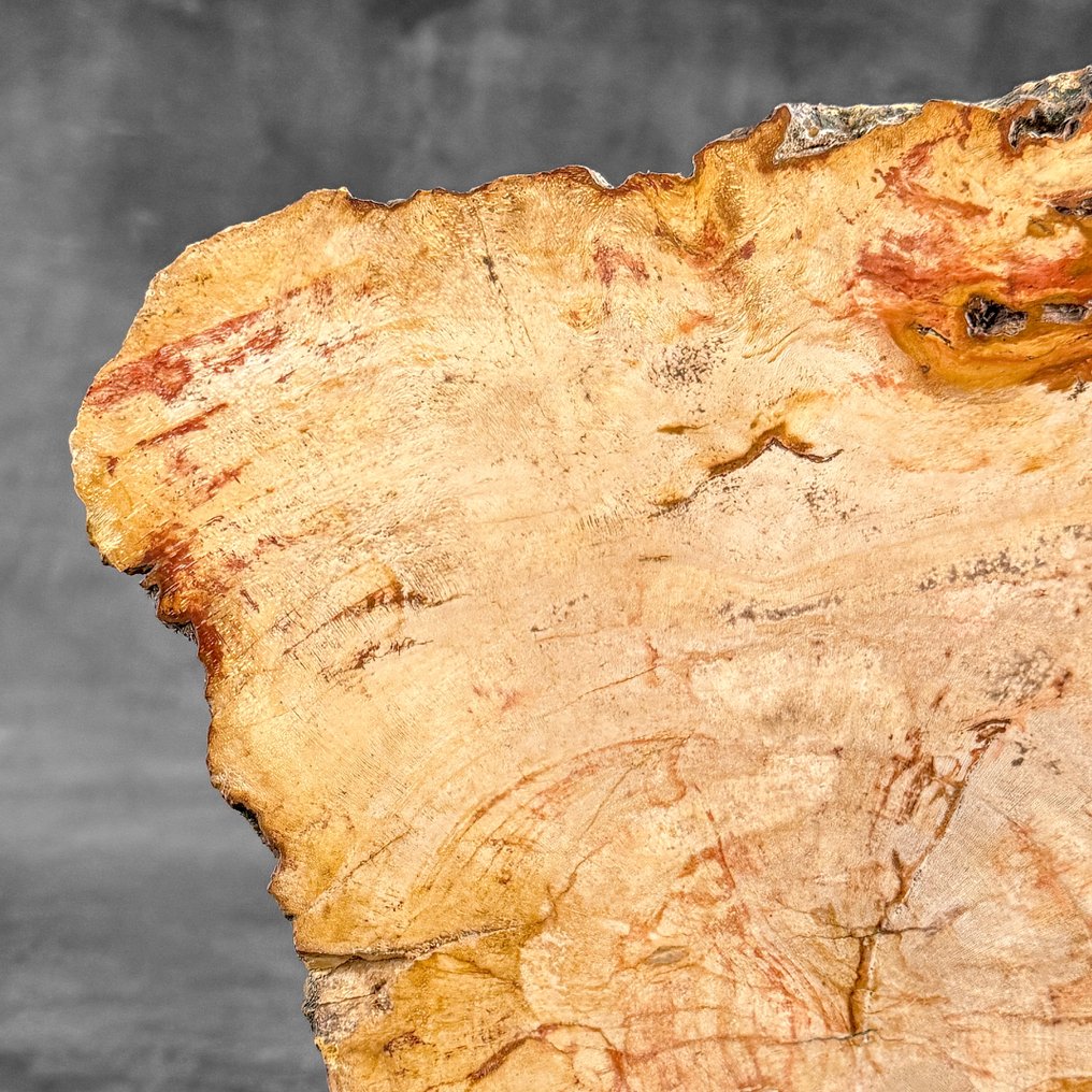 令人惊叹的化石木片，放置在定制底座上。 - 化石木材  (沒有保留價) #3.2