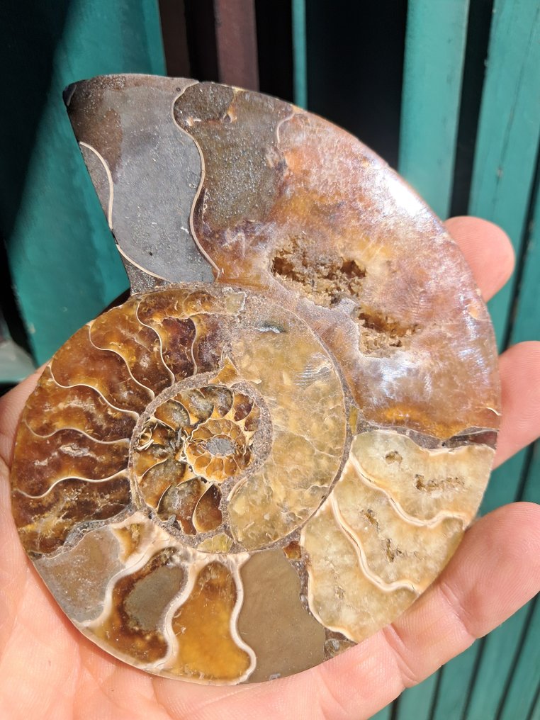 Ammoniitti - Kivettynyt eläin - Aioloceras (Cleoniceras) sp. - 11.4 cm - 8.3 cm (Ei pohjahintaa) #4.3