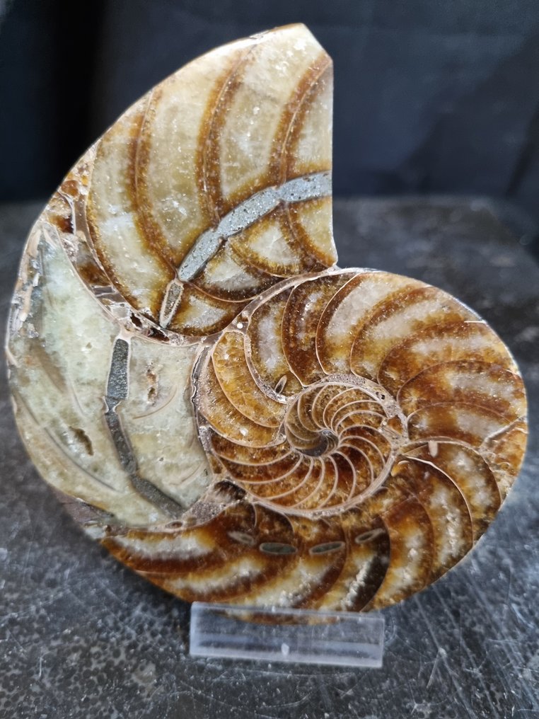 nautilus - Fossiliserat djur - Cenoceras sp. - 115 mm - 98 mm (Utan reservationspris) #1.0