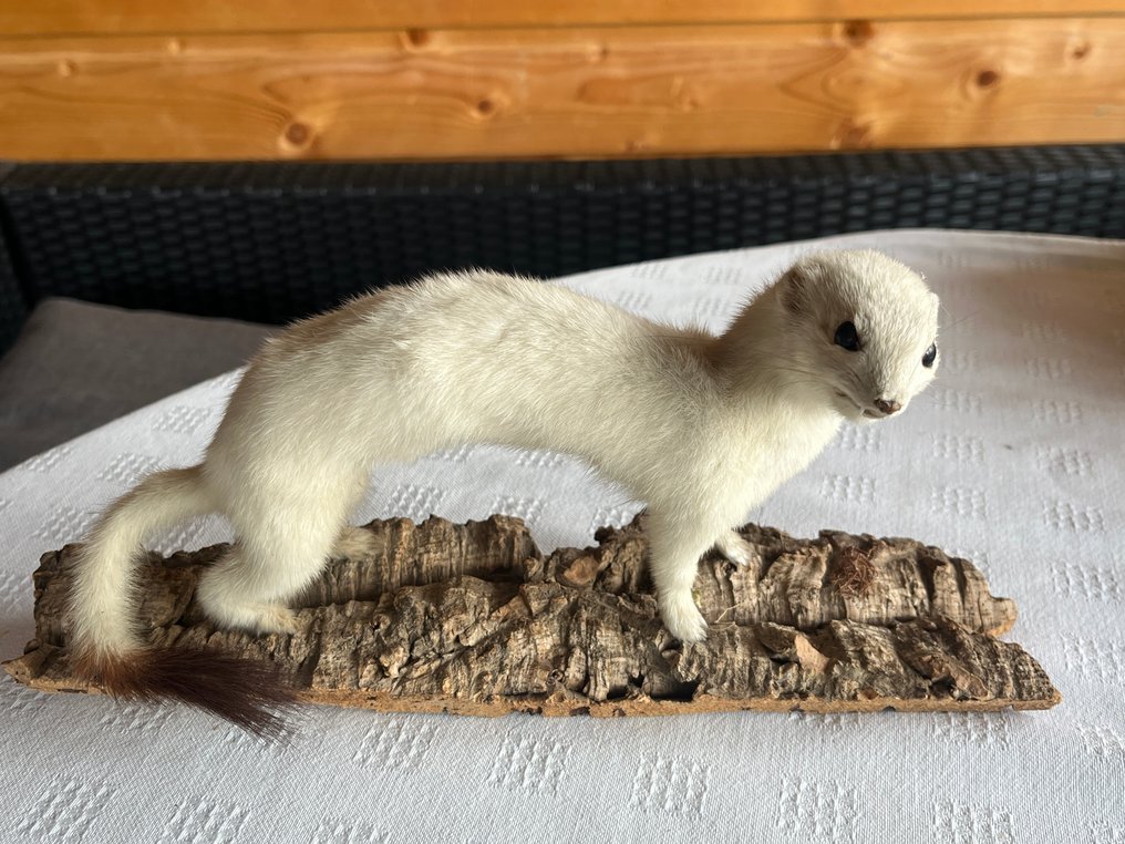 白鼬 动物标本剥制全身支架 - Mustela erminea - 12 cm - 25 cm - 5 cm - 2 #4.3