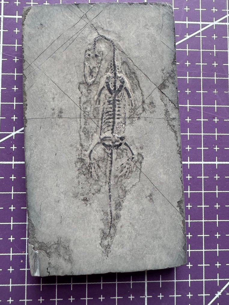 juvenile Keichousaurus - Fossilised animal - Keichousaurus  (No reserve price) #1.0