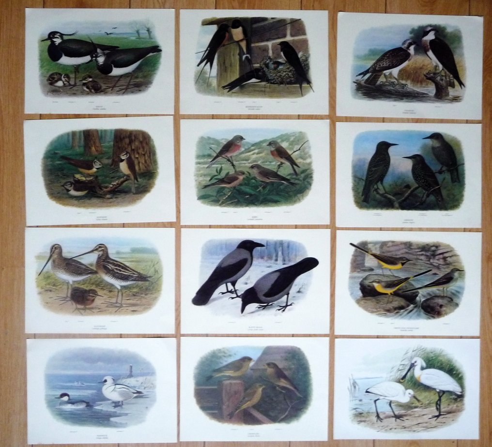 Θεματική συλλογή με ζώα - Πλάκες πουλιών του M.A. Koekkoek. #1.0