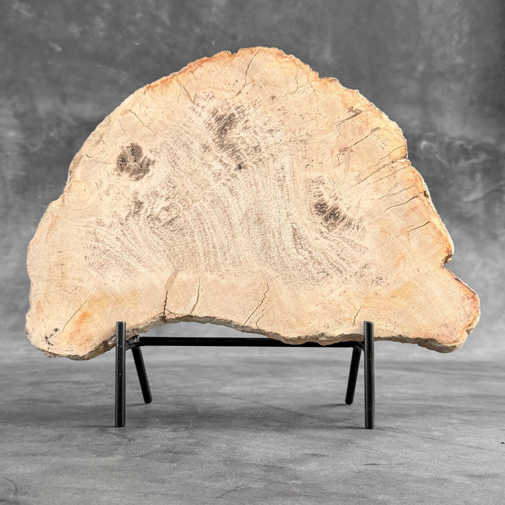 Stunning Slice of Petrified Wood on a custom stand - Fossilised wood  (No reserve price) #2.1