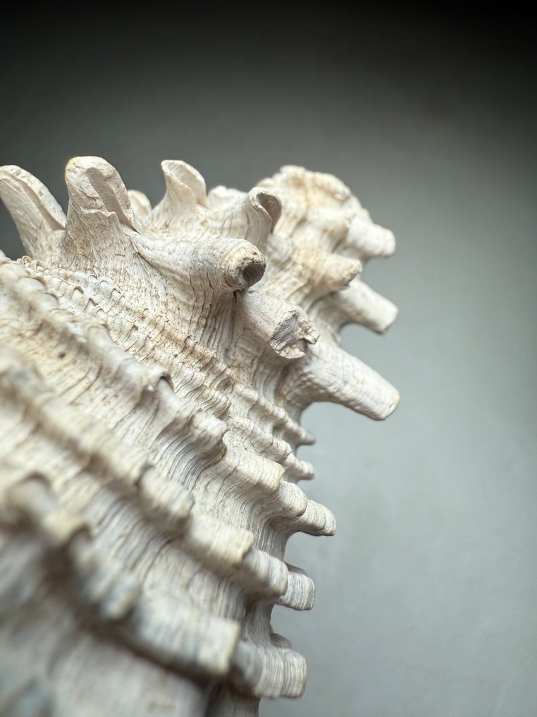 3 million years old spiny fossil gastropod - Fossilised shell - Hystrivasum locklini #2.1