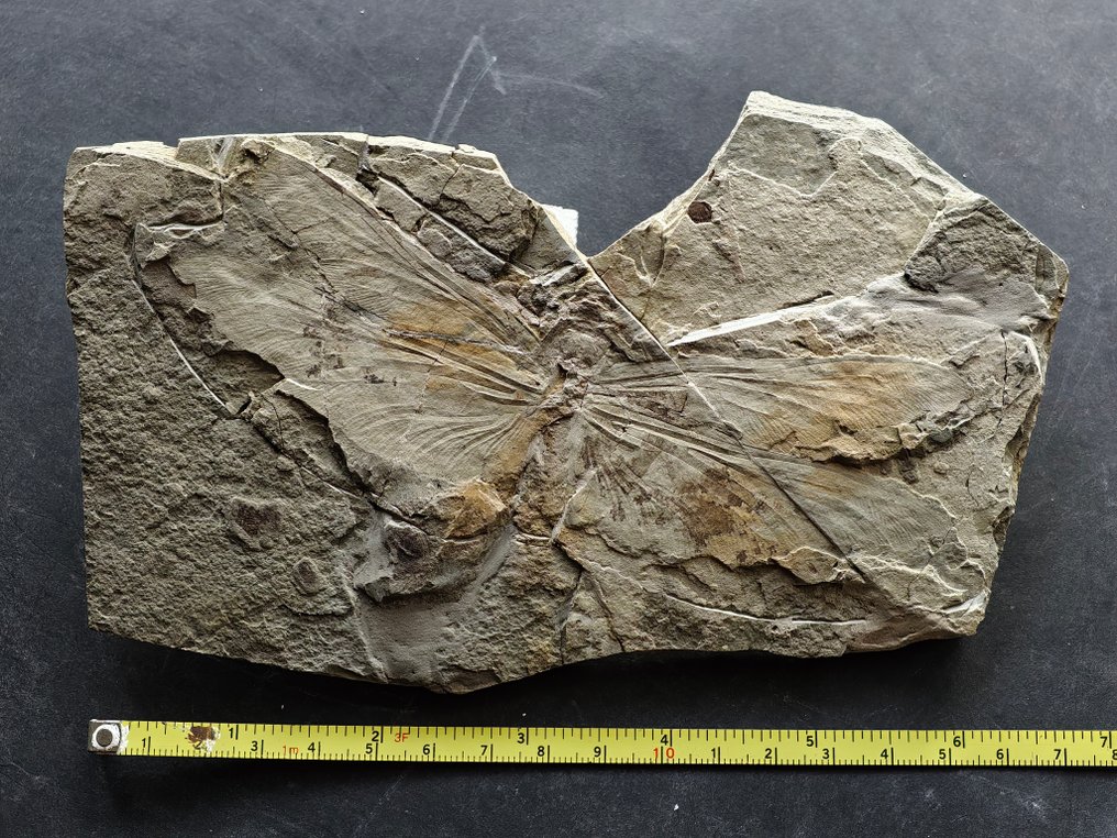 14 cm seltener Libellen-Fossil aus der unteren Kreidezeit. - Fossiler Panzer #3.2