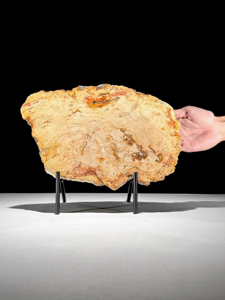 令人惊叹的化石木片，放置在定制底座上。 - 化石木材  (沒有保留價) #1.0