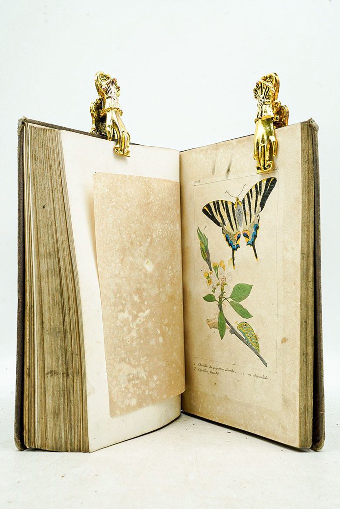 Mlle Ulliac-Trémadeure - Phénomènes et métamorphoses. causeries sur les paillons, les insectes et les Polypes - 1855 #1.0