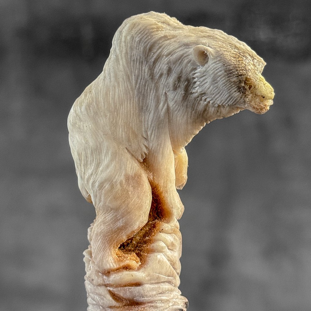 Snijwerk, NO RESERVE PRICE - Stunning Bear carving from deer antler on a custom stand - 17 cm - Hertengewei - 2025 #1.0