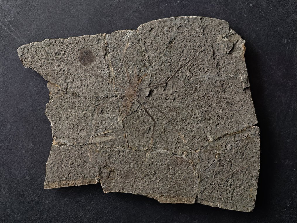 Σπάνιο δείγμα υδραυδρίδας 125 εκατομμυρίων ετών. - Απολιθωμένο κέλυφος #3.2