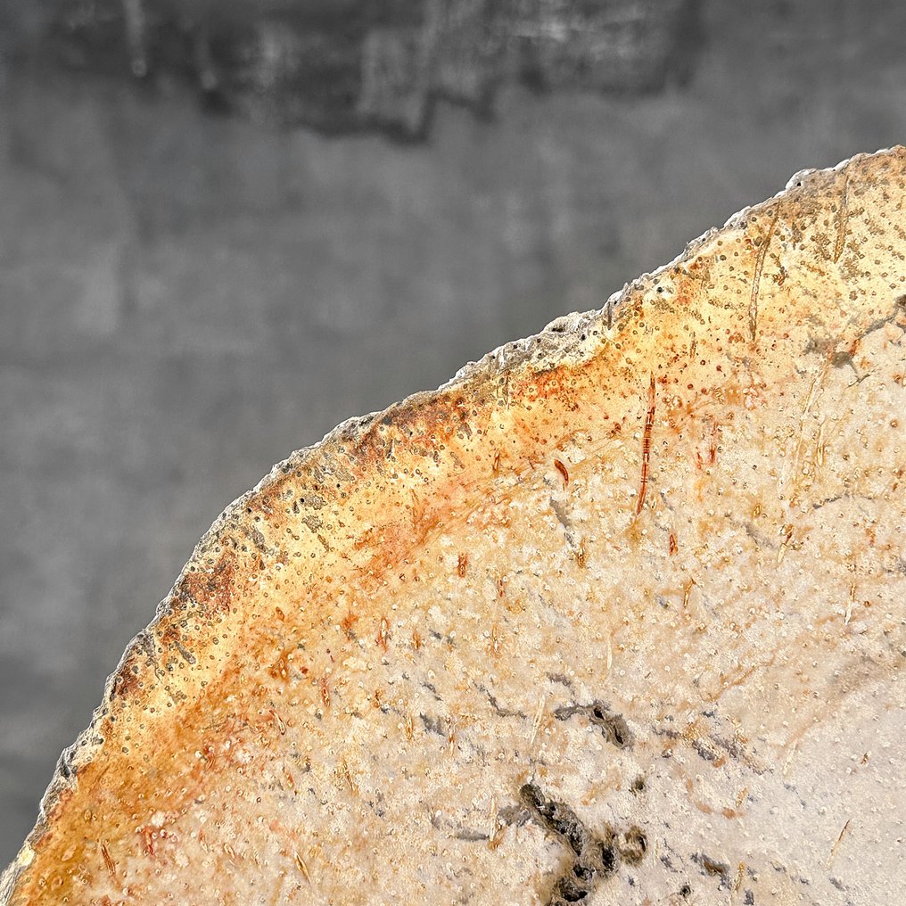 Υπέροχη φέτα ριζώματος φοίνικα σε ειδική βάση - Απολιθωμένο ξύλο - Palma Fossile  (χωρίς τιμή ασφαλείας) #3.2