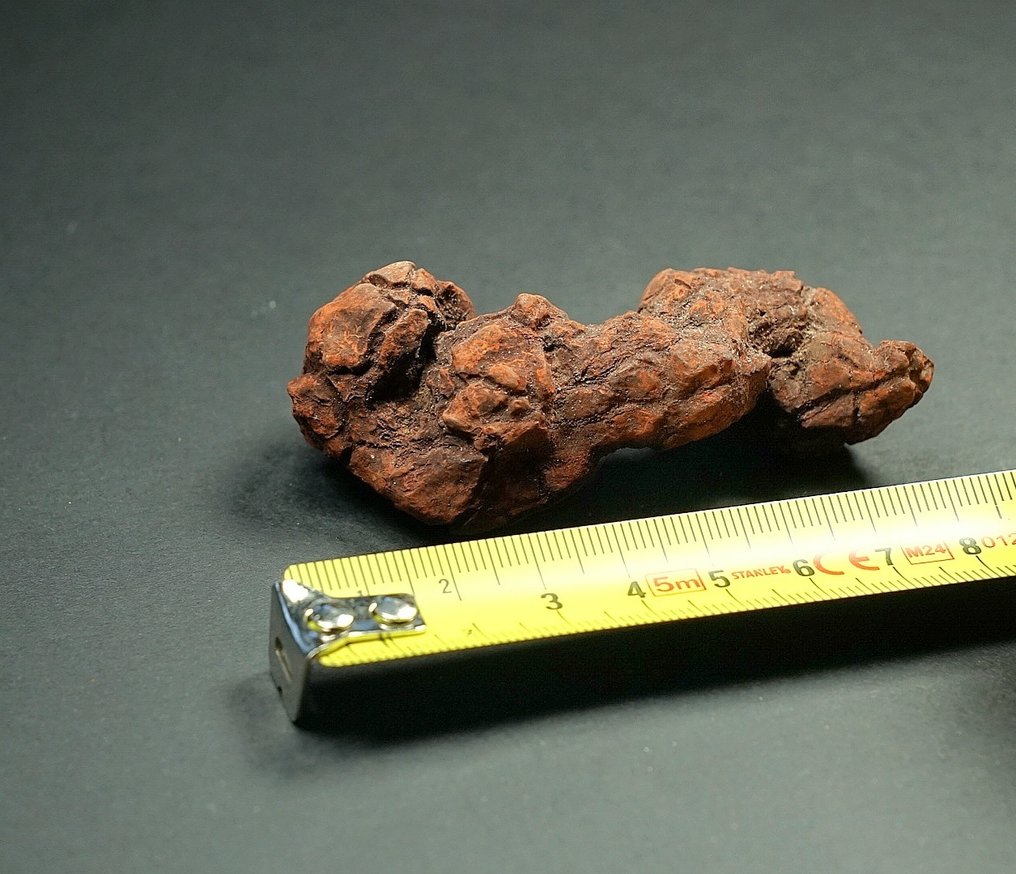 Fossiles Fragment - 7 cm (Ohne mindestpreis) #4.3