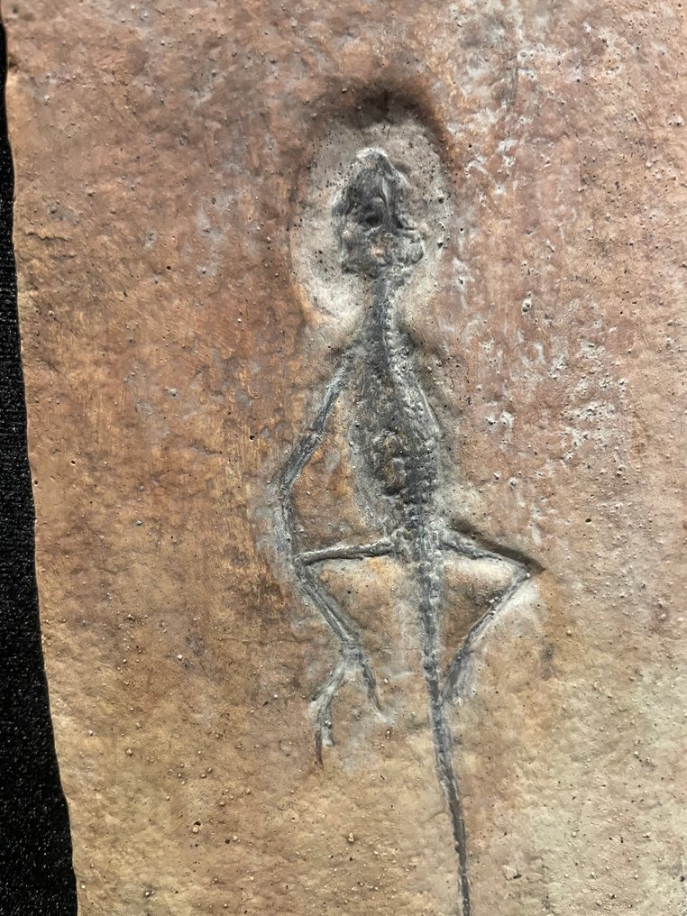 Αντίγραφο - Απολιθωμένος σκελετός - Homoeosaurus sp. - 19 cm - 10 cm  (χωρίς τιμή ασφαλείας) #1.0