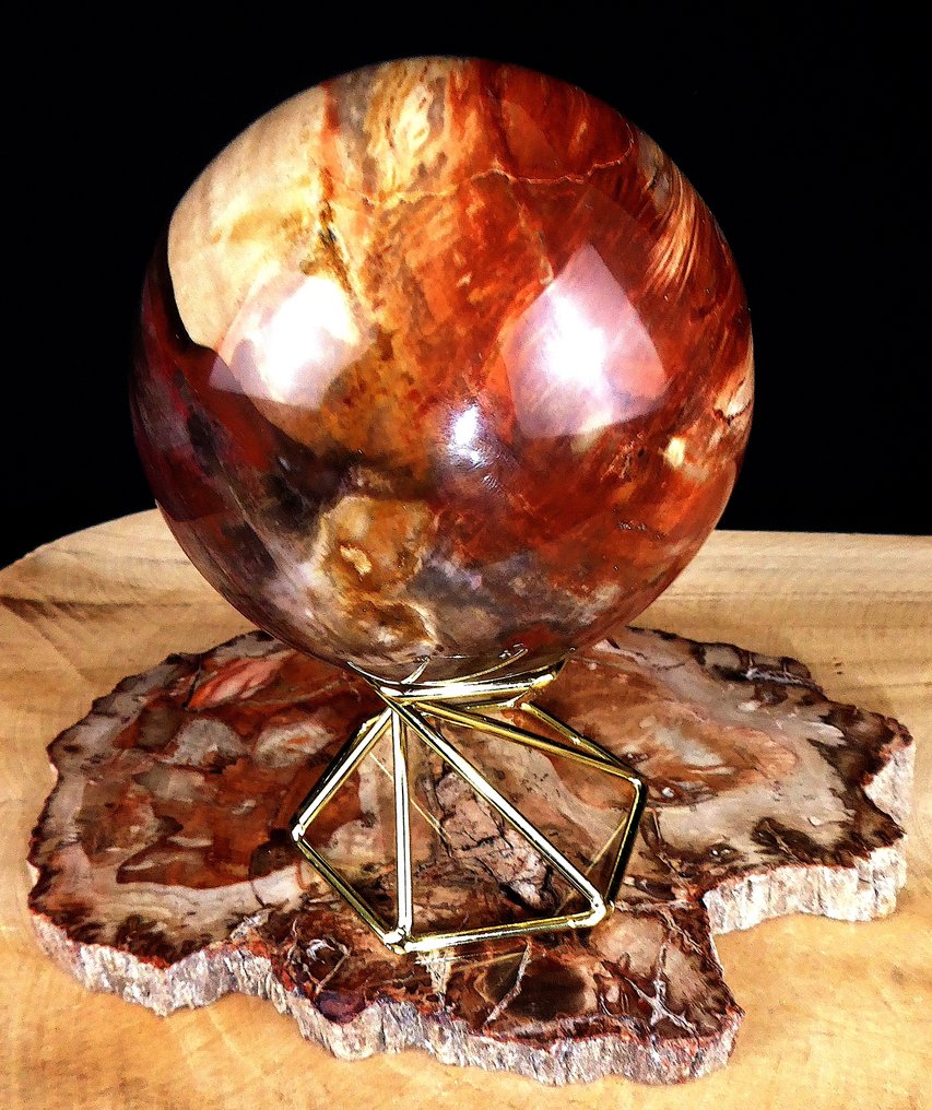 Fossilt trä - Fossiliserat trä - Araucaria - 15.5 cm - 11.5 cm (Utan reservationspris) #3.2