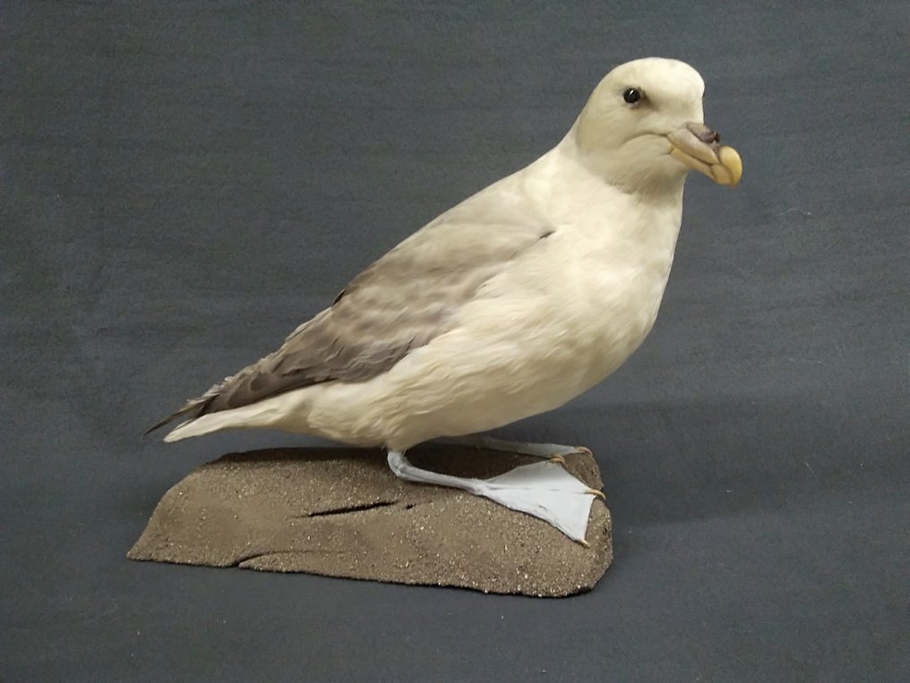 Fulmar Allestimento tassidermico a corpo intero - Fulmarus glacialis - 27 cm - 35 cm - 18 cm - Specie non CITES - 1 #1.0