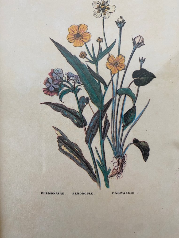 框架 (10)- 植物和花卉  - 木, 彩色平版印刷 #1.0