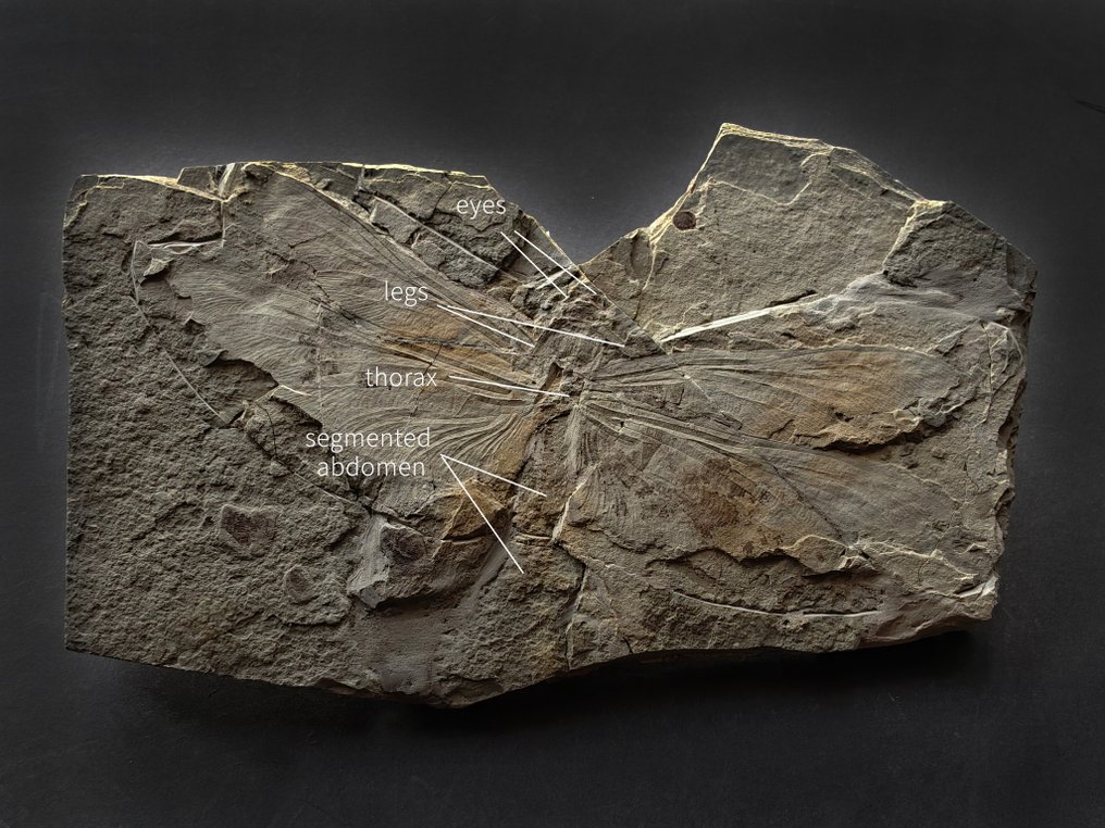 14 cm seltener Libellen-Fossil aus der unteren Kreidezeit. - Fossiler Panzer #1.0