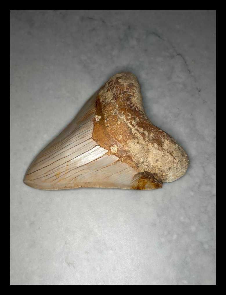 Megalodon - Fossiilinen hammas - 114 mm - 95 mm #2.1