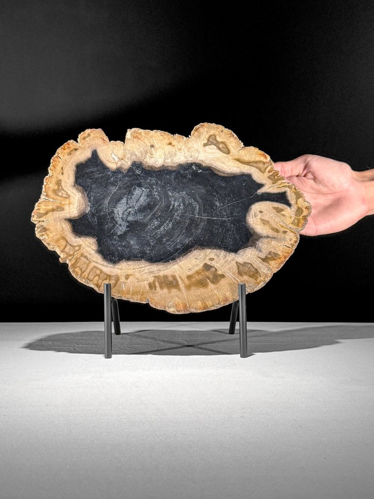 Εντυπωσιακή φέτα πετρωμένου ξύλου σε προσαρμοσμένη βάση. - Απολιθωμένο ξύλο - 26 cm - 31 cm  (χωρίς τιμή ασφαλείας) #1.0