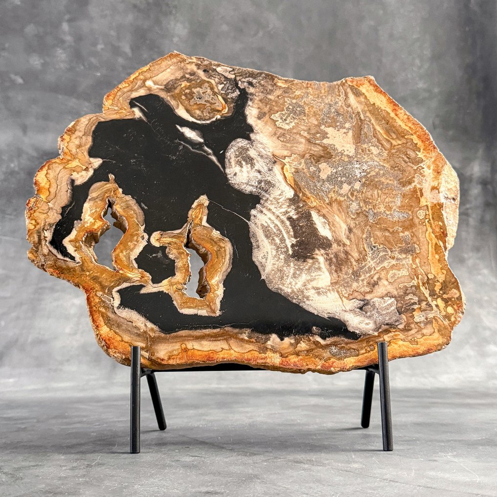 令人惊叹的巨大化石木片,放置在定制底座上。 - 化石木材 (没有保留价) #2.1