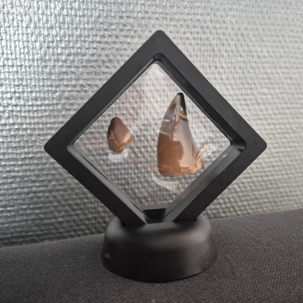 沧龙 - 牙齿化石 - Tanden in displays - 7 cm - 7 cm  (没有保留价) #1.0