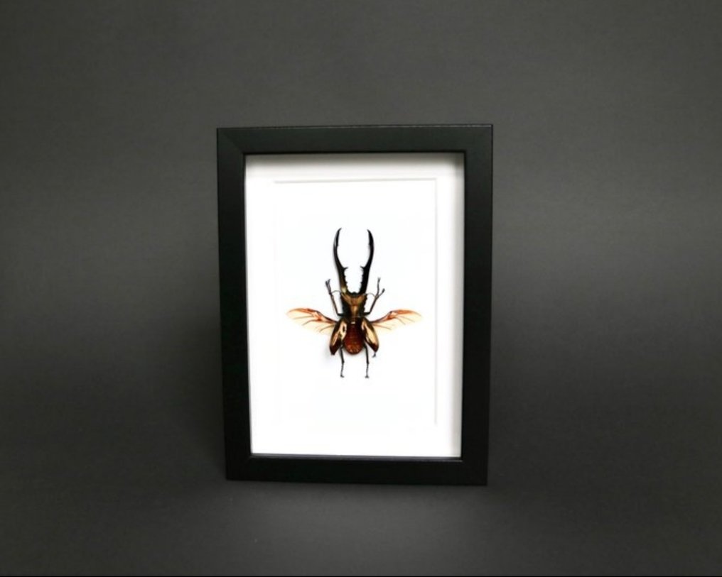Developing beetles Taxidermy full body mount - Cyclommatus metallifer finae - 18 cm - 13 cm - 3 cm - 1 #2.1