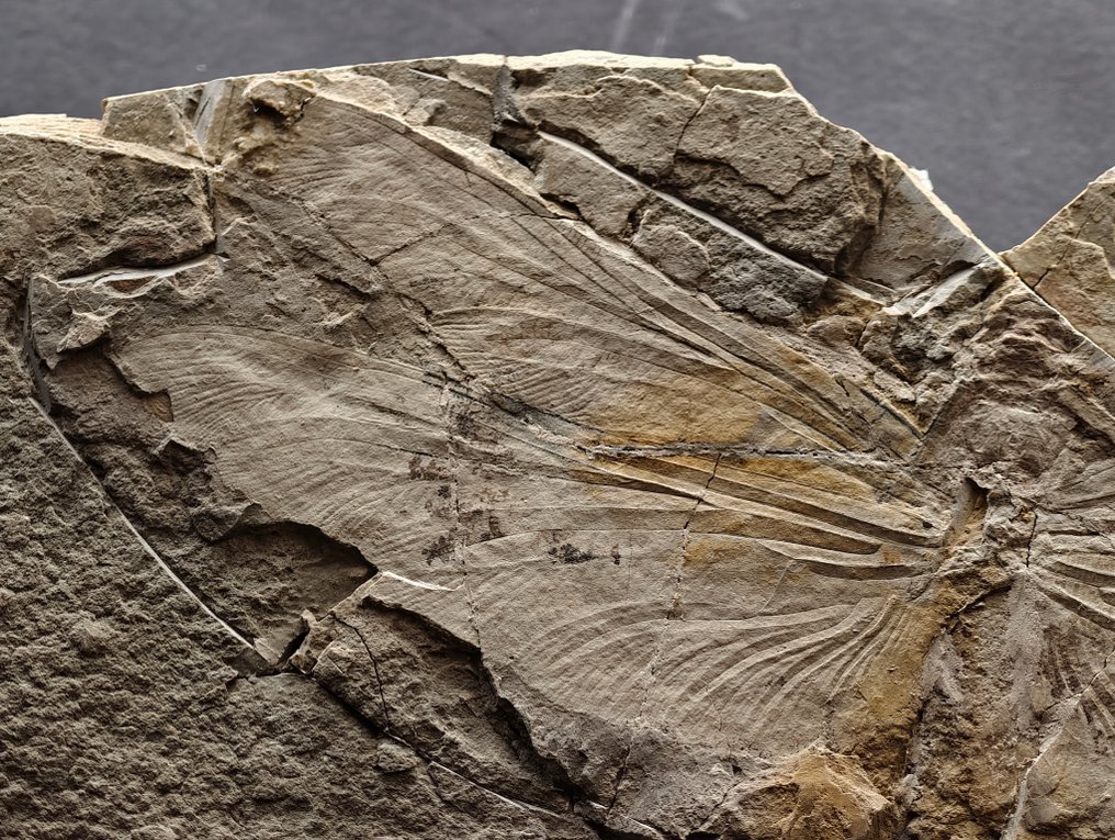 14 cm seltener Libellen-Fossil aus der unteren Kreidezeit. - Fossiler Panzer #4.3