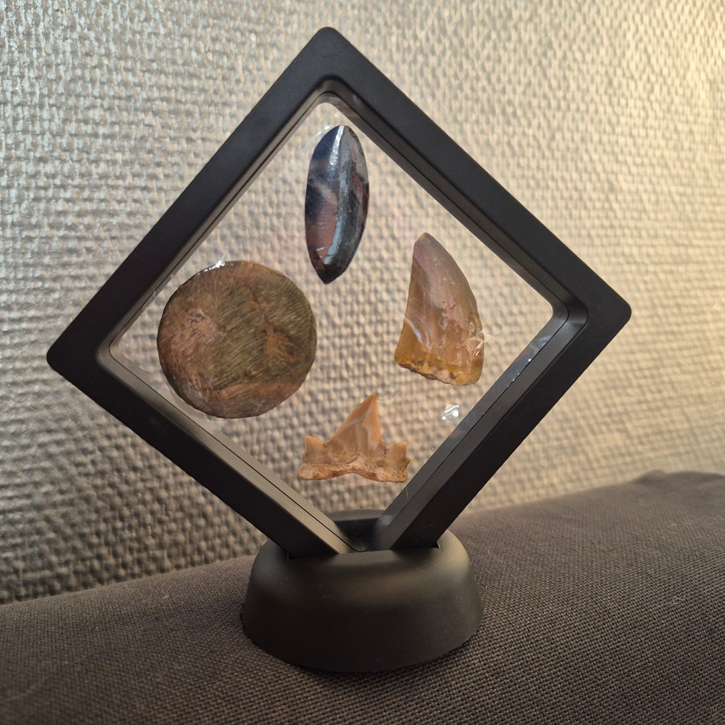 Fóssil - Dente fóssil - Bijzondere set van 4 unieke fossielen - grote Mosasaurus Tand - Otodus Obliquus - Carcharocles - - 11 cm - 11 cm (Sem preço de reserva) #2.1